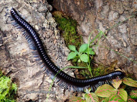 Alienostreptus bicoloripes “Giant Silver Ghost Rider millipede” 8” - 10”