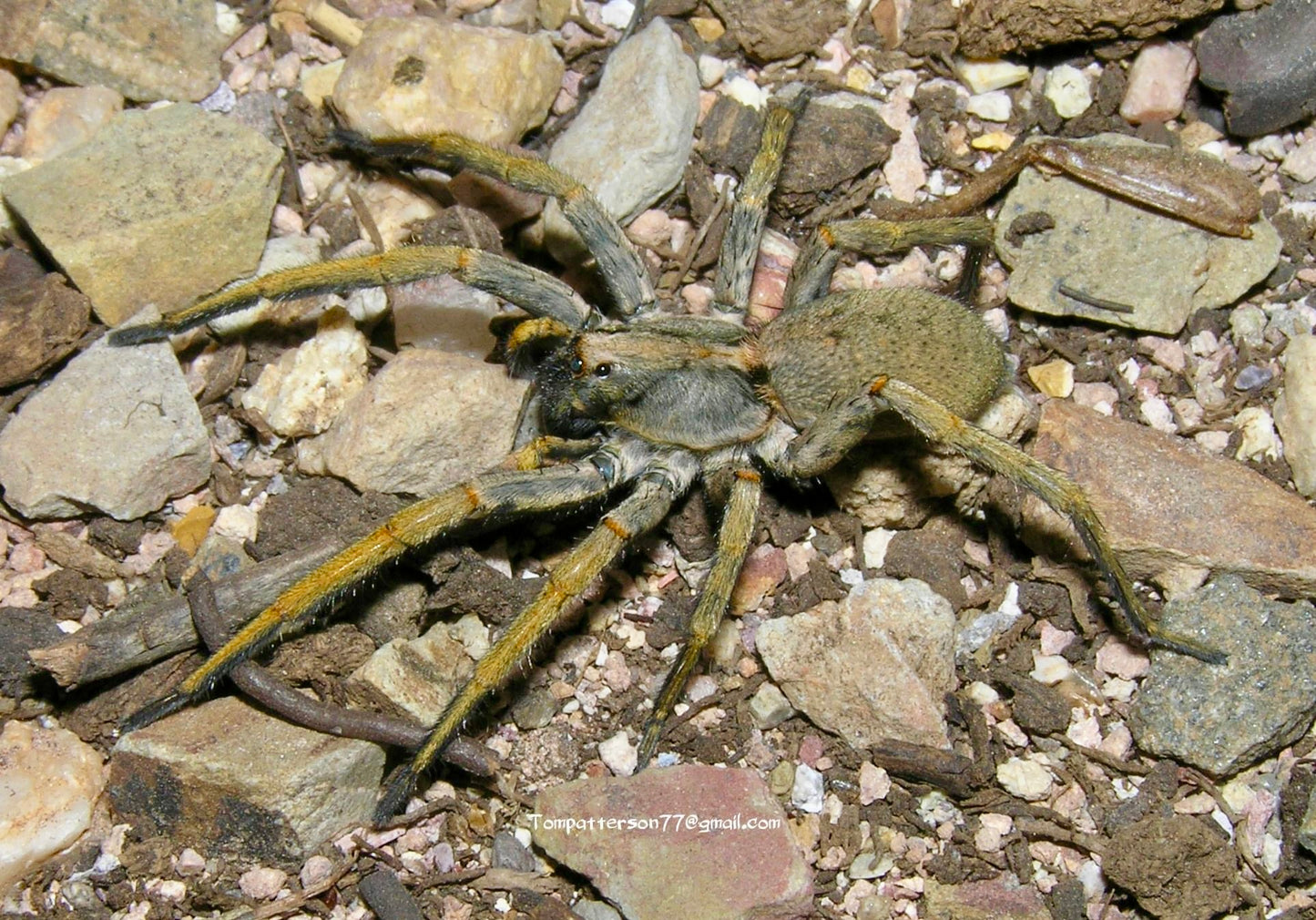 Hogna maderiana 1/2”