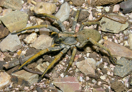 Hogna maderiana 1/4”