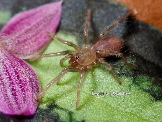 Theraphosinae sp. “Oscar” 1/4”