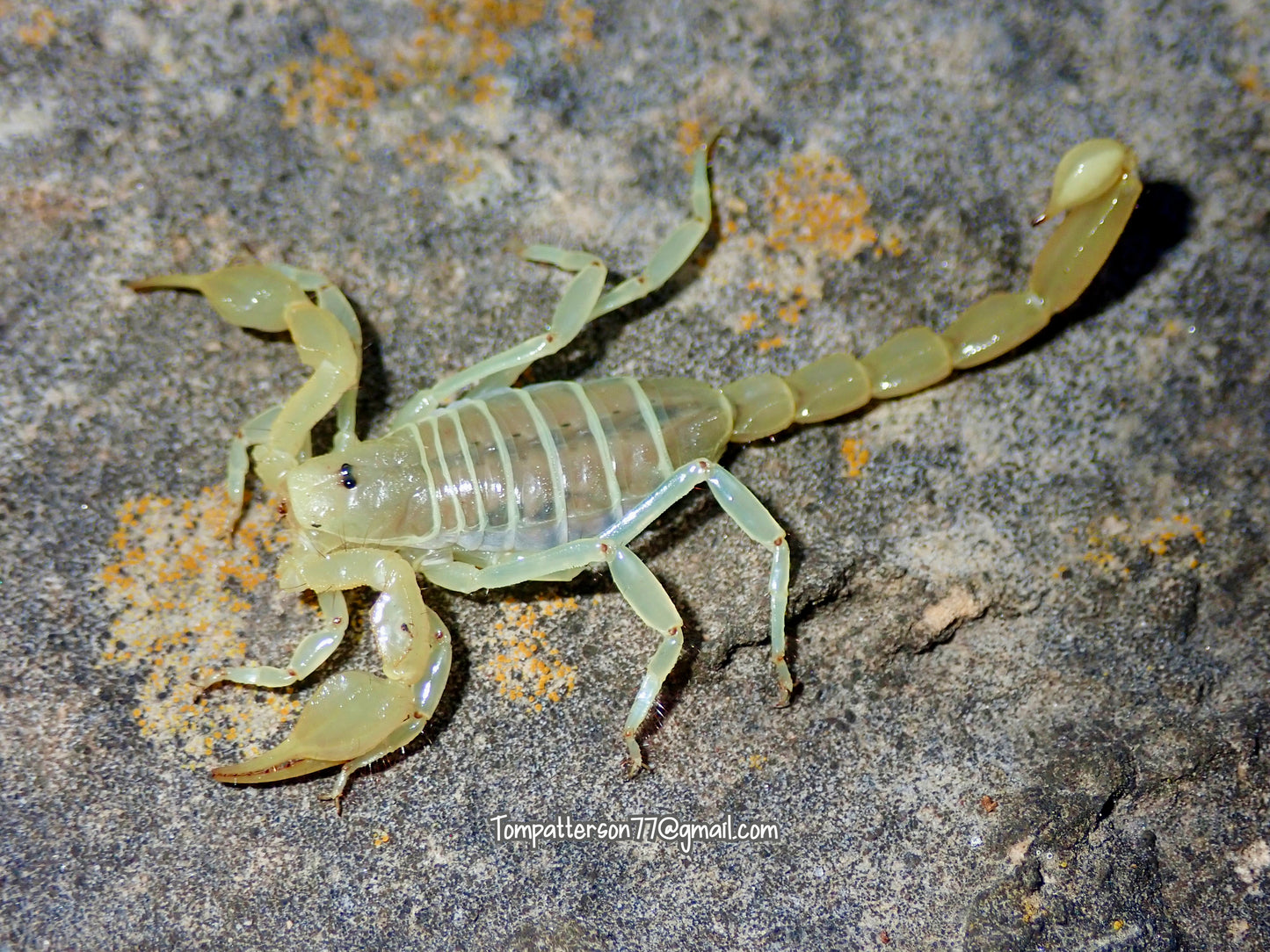 Paruroctonus baergi 2”