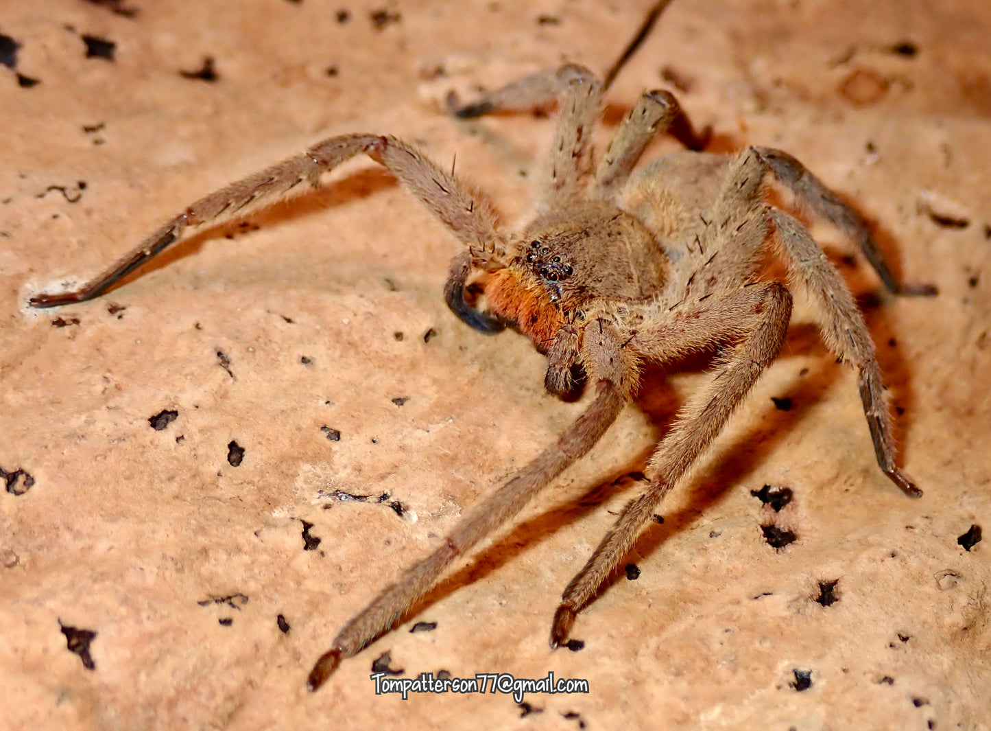 Heteropoda pingtungensis 2”-3”
