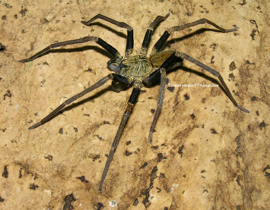 Macroctenus kingsleyi males