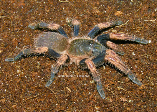 Neischnocolus panamanus 1/8” - 1/4”