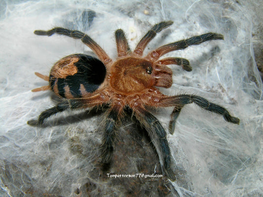 Cyriocosmus perezmilesi