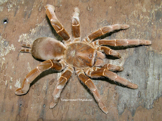 Pelinobius muticus 4” female