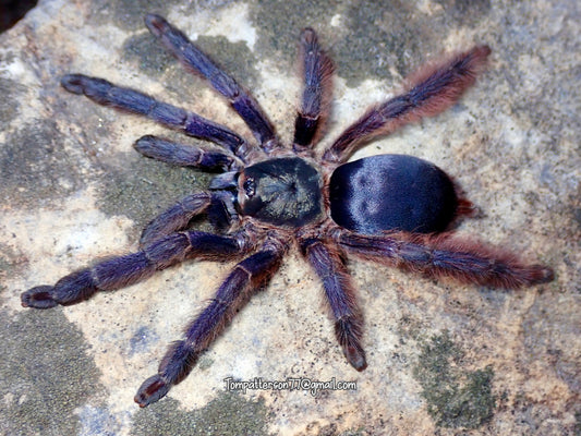 Tapinauchenius sp. violaceus group of 5