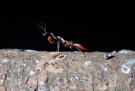 Odontomantis micans “Ant mimic mantis” subadults