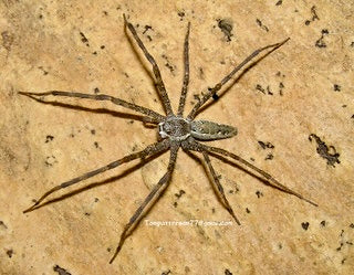 Euprosthenops sp. “Cameroon” 2” - 3”