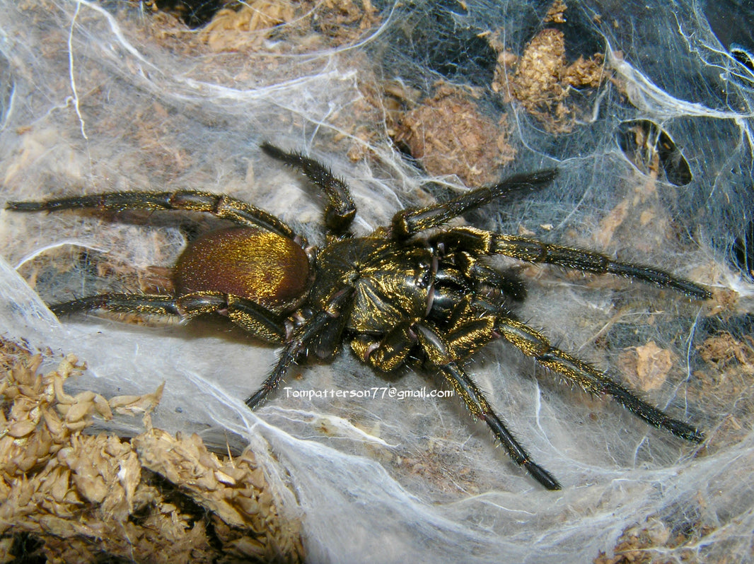 TRUE SPIDERS & MYGALOMORPHS – Hardcore Arachnids