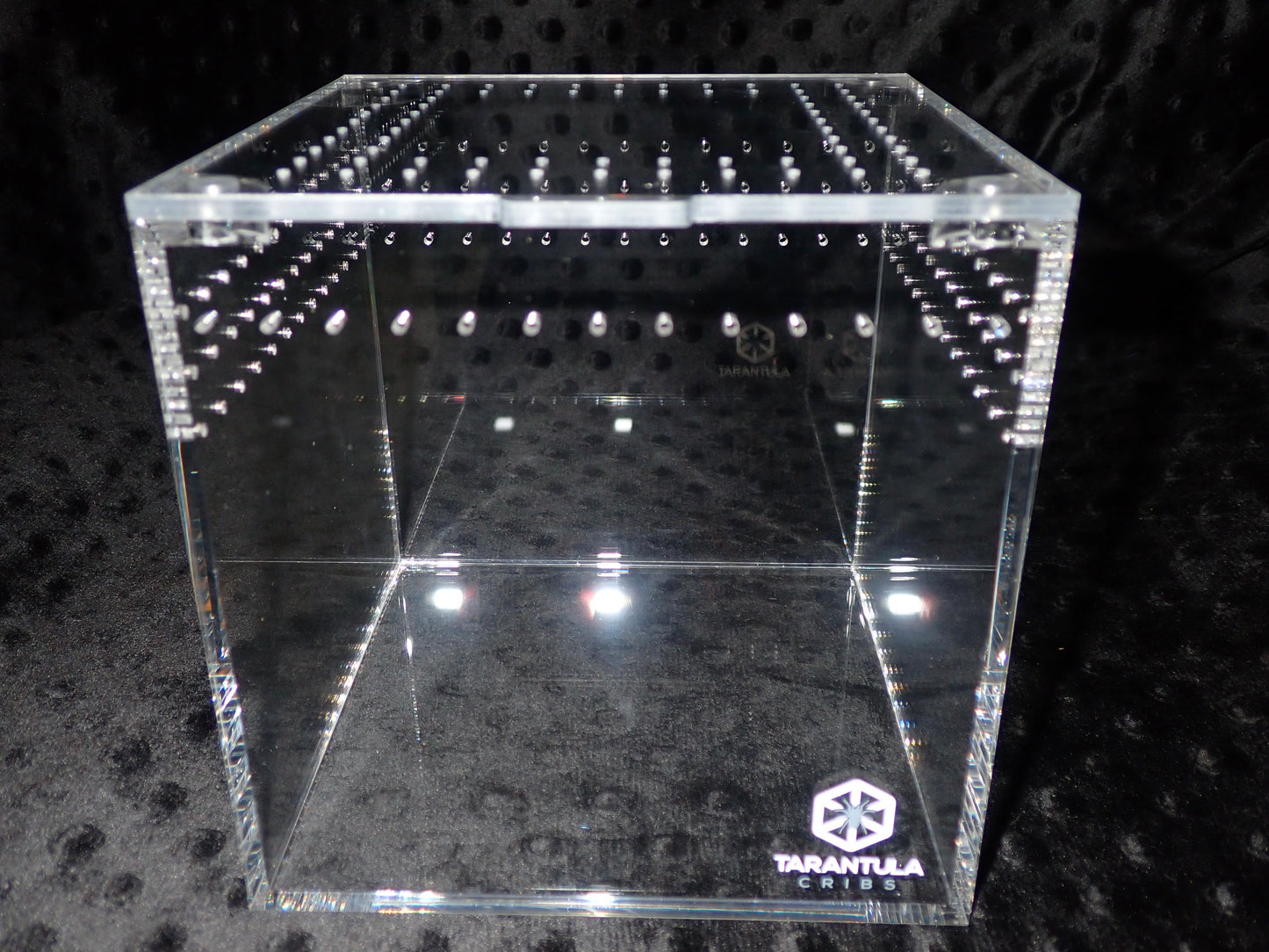 Tarantula Cube 6”