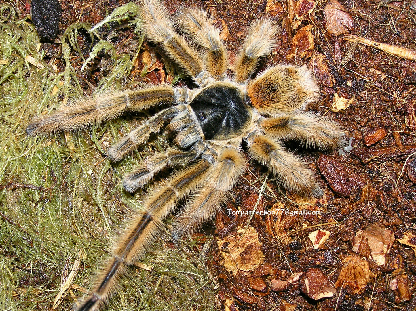 Phrixotrichus vulpinus 1/2”