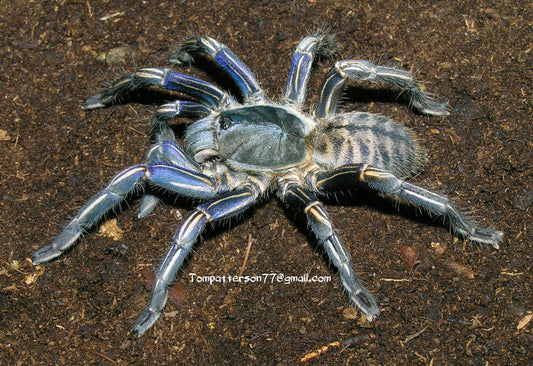 Melopoeus albostriatus “purple zebra” 1/2”