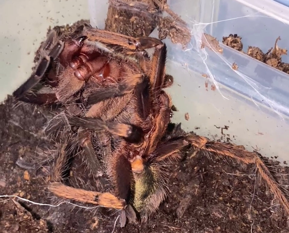 Theraphosinae sp. "Monte Carmelo" 1/2”