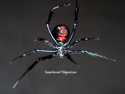 Latrodectus mactans 1”