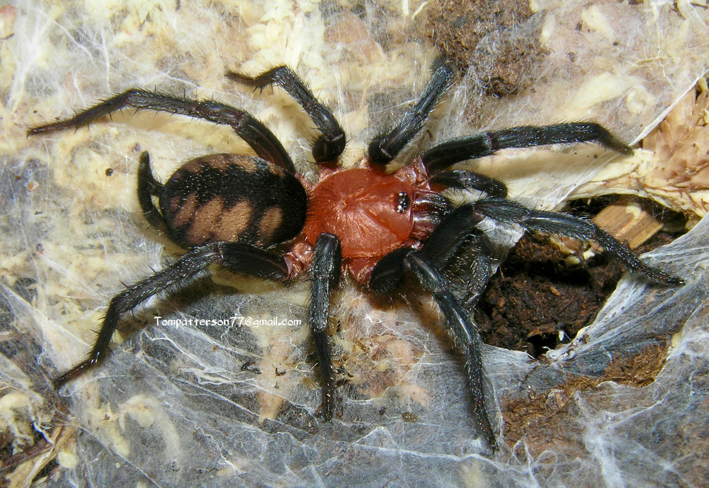 Diplura sp. "Rurrenabaque"