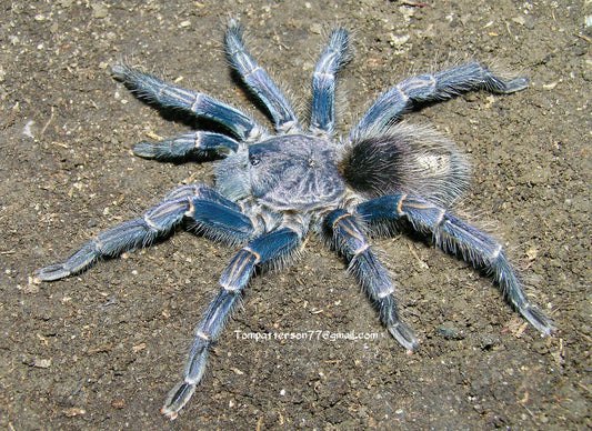 Warmiru lagunas (ex. Thrixopelma lagunas) 1/4”