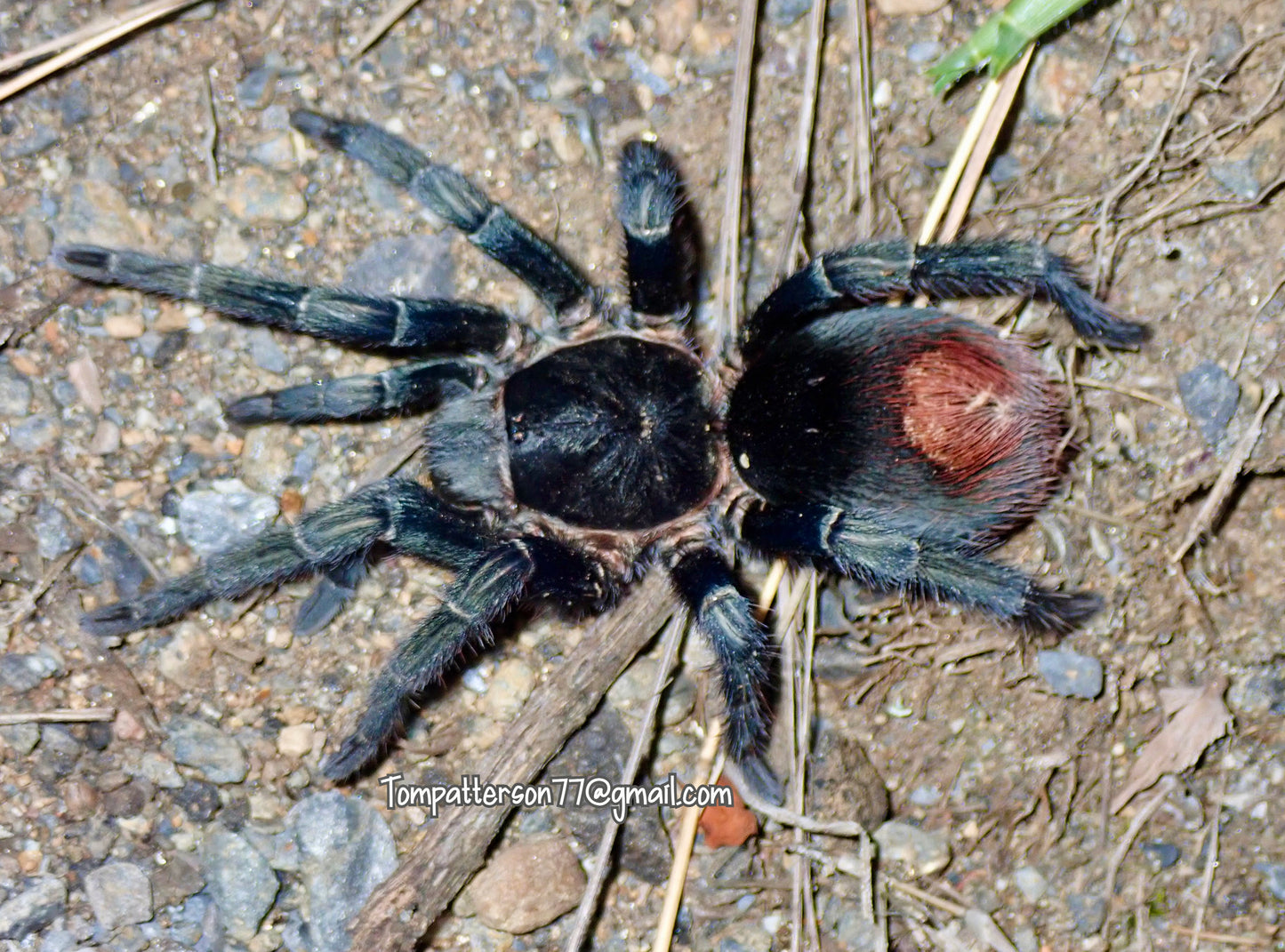 Hapalotremus marcapata 3/4”