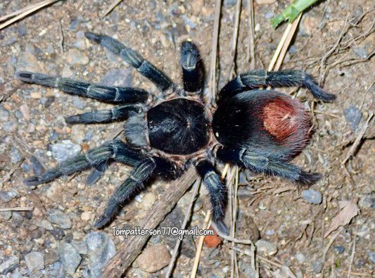 Hapalotremus marcapata 3/4”
