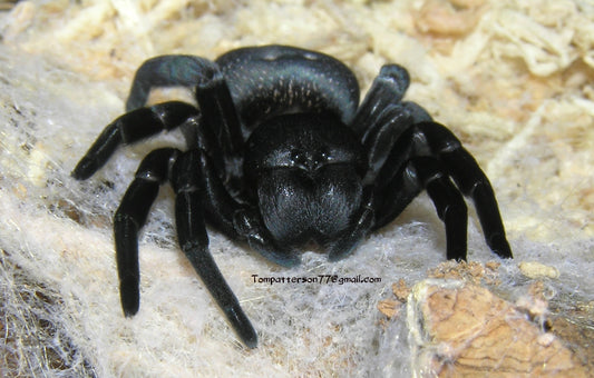 Gandanameno echinata “aka Wednesday” 1/8” - 1/4”