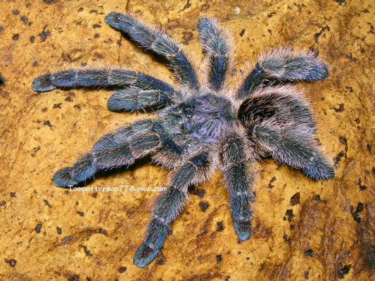 Ybyrapora diversipes