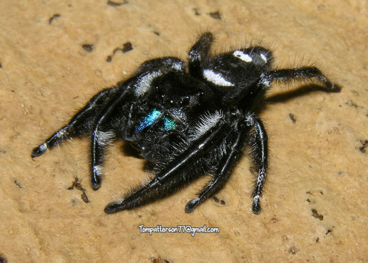 Phidippus regius male .5” - 1”