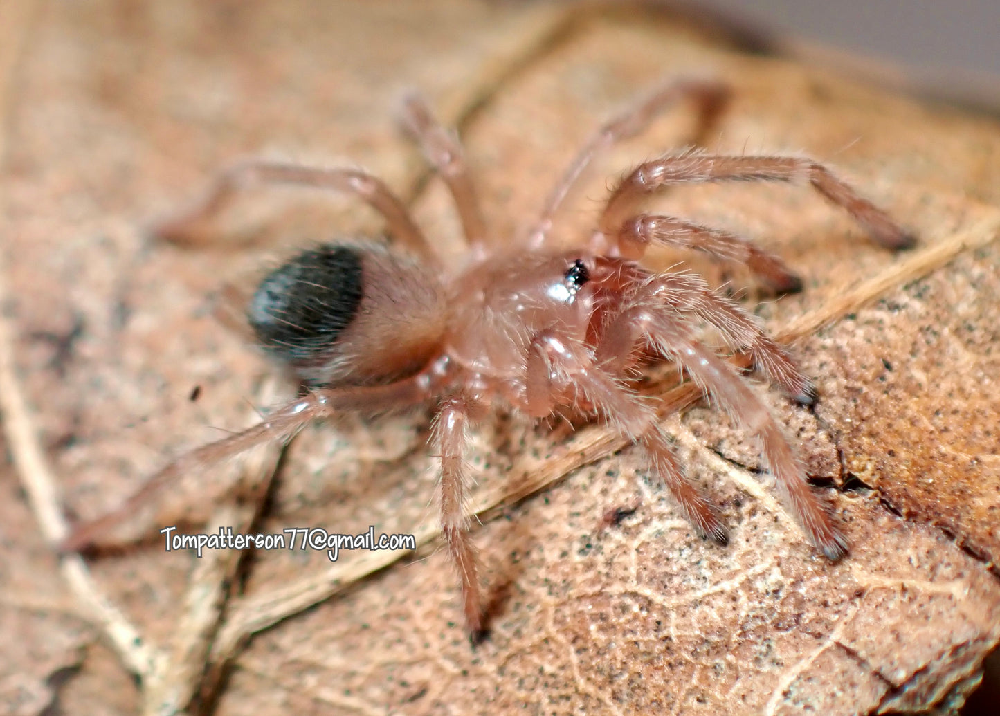 Clavopelma tamaulipeca 1/4”