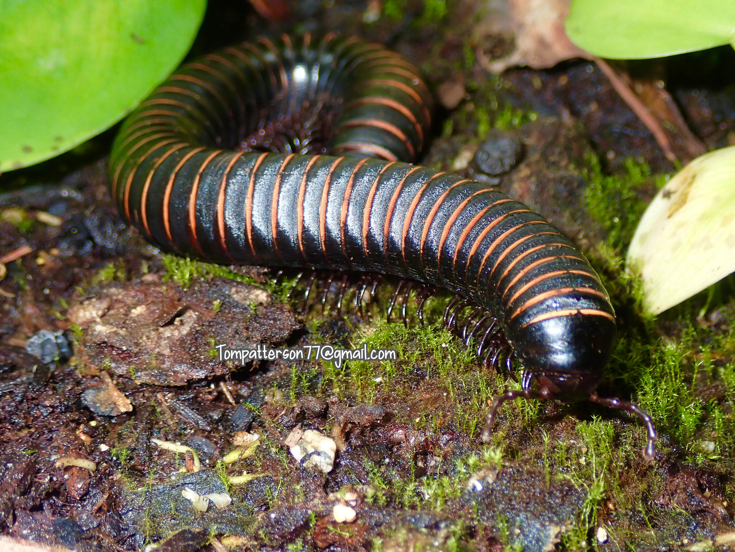 Odontostreptus sp. Cameroon Yellow & Pink Banded Millipede 4” - 6”