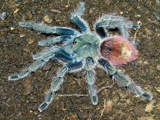 Thrixopelma ockerti