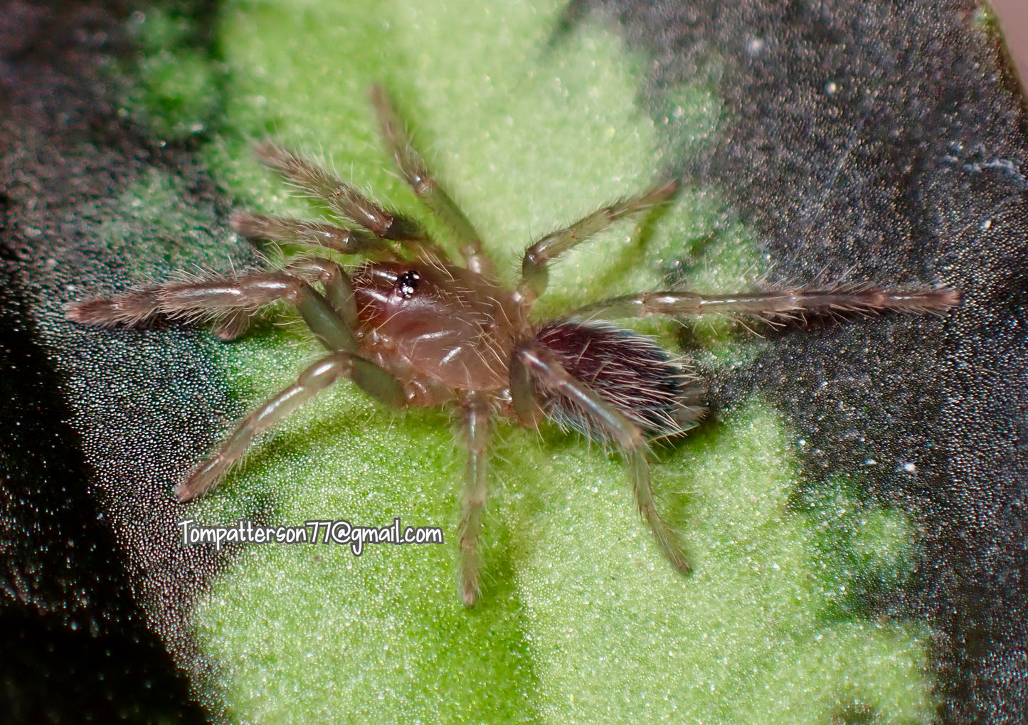 Cyriocosmus sp. “Pinturas” 1/4”