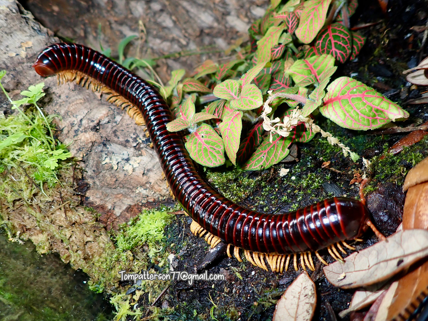 Juliformia sp. Indonesian Golden leg 8” - 10”