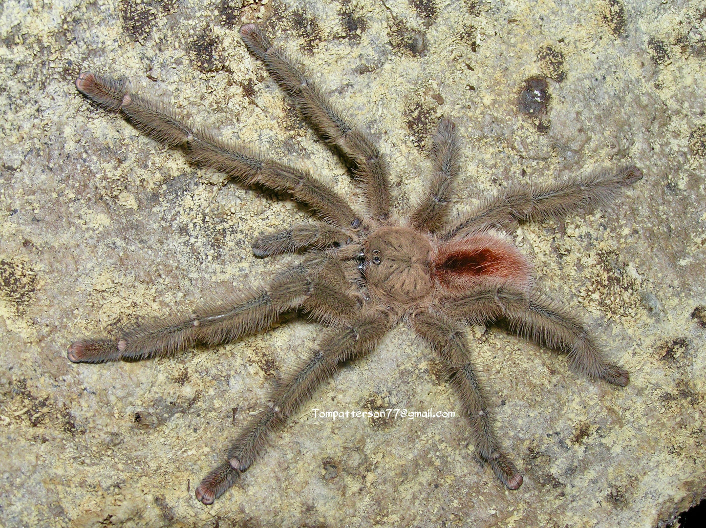 Iridopelma hirsutum 3/4”