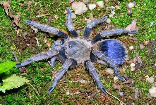 Pseudhapalopus sp. Blue