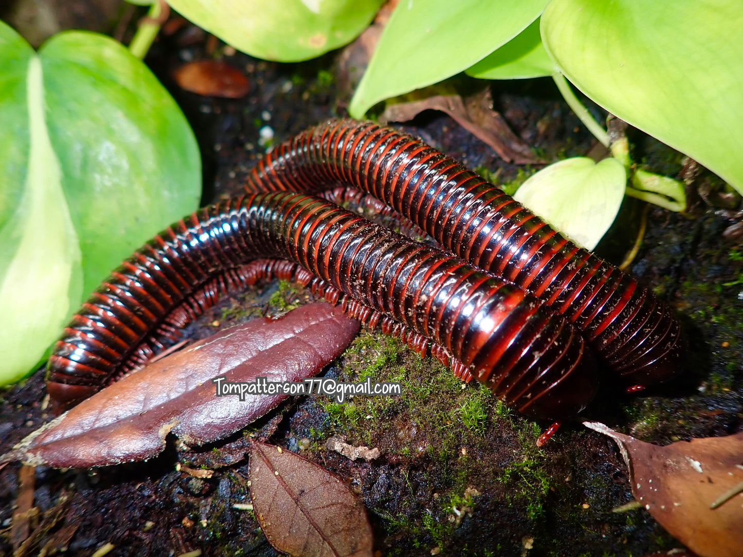 Pelmatojulus excisus (African Giant Fire Millipede)