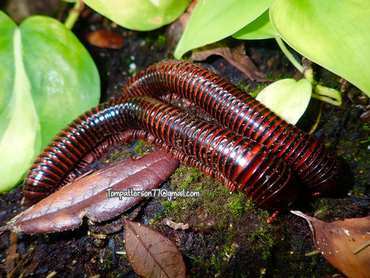 Pelmatojulus excisus (African Giant Fire Millipede) 5”