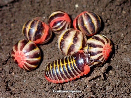 Rhopalomeris carnifex “Candy Pill Millipede” 1”