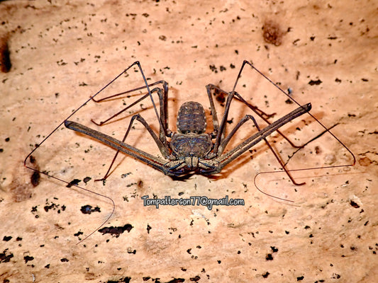 Phrynichus cf. orientalis 4” - 5”