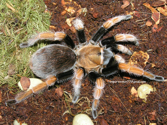 Aphonopelma bicoloratum 1/4”