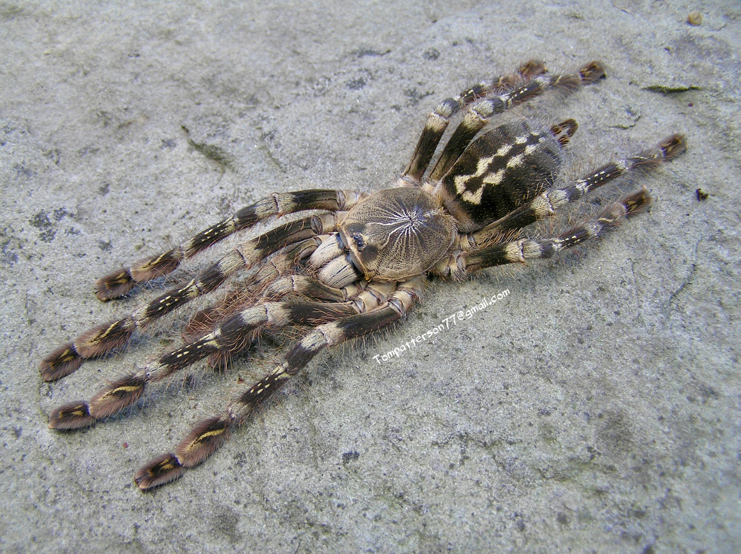 Poecilotheria subfusca “lowland” (NY sales only) 3/4”