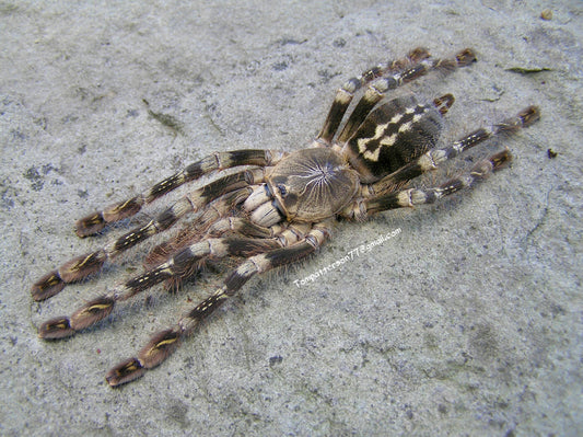 Poecilotheria subfusca “lowland” (NY sales only) 3/4”