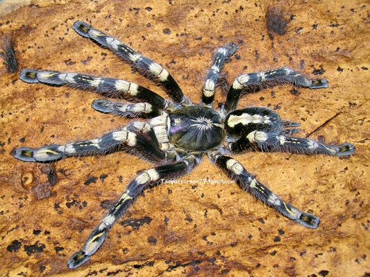 Poecilotheria subfusca “highland” (NY sales only)