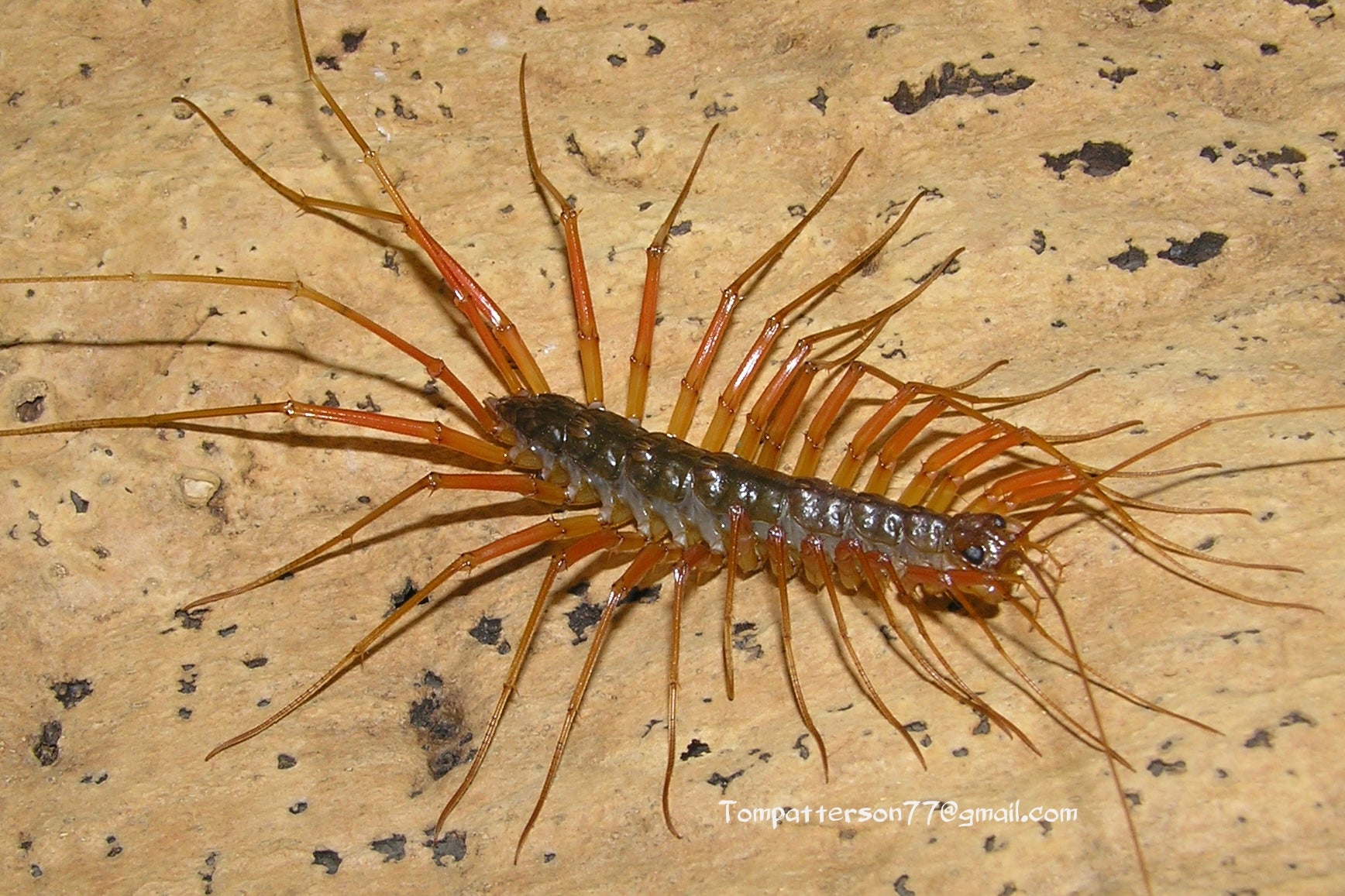 Thereuopoda longicornis “Java Orange Leg Giant House Centipede“ 2” - 3 ...