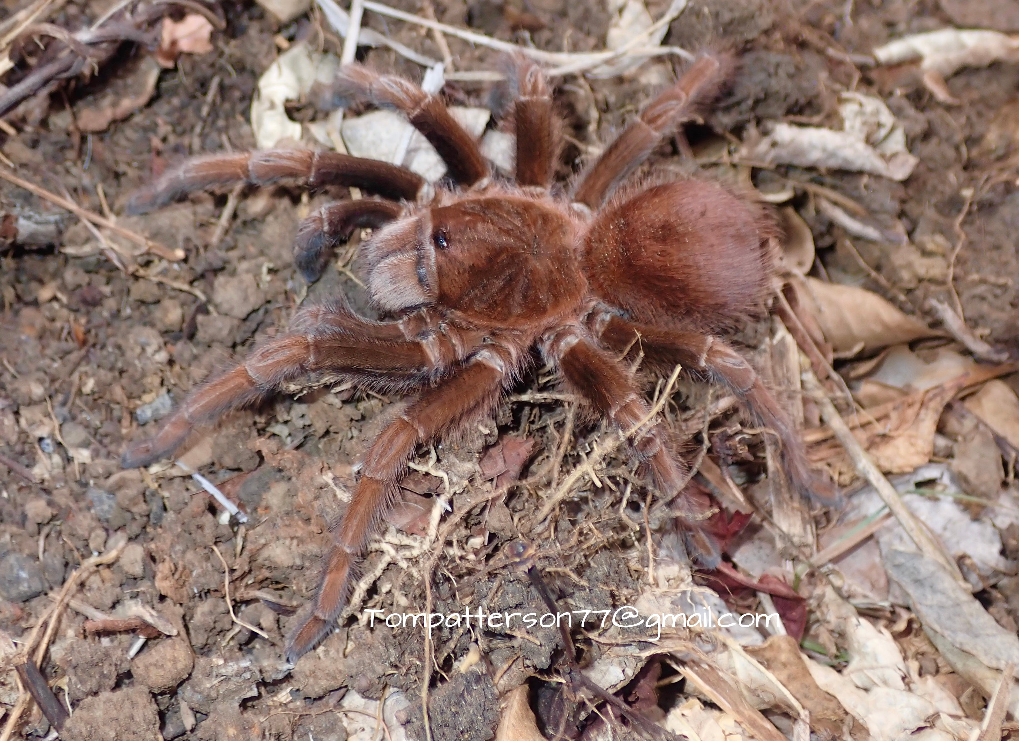 TARANTULAS – Hardcore Arachnids