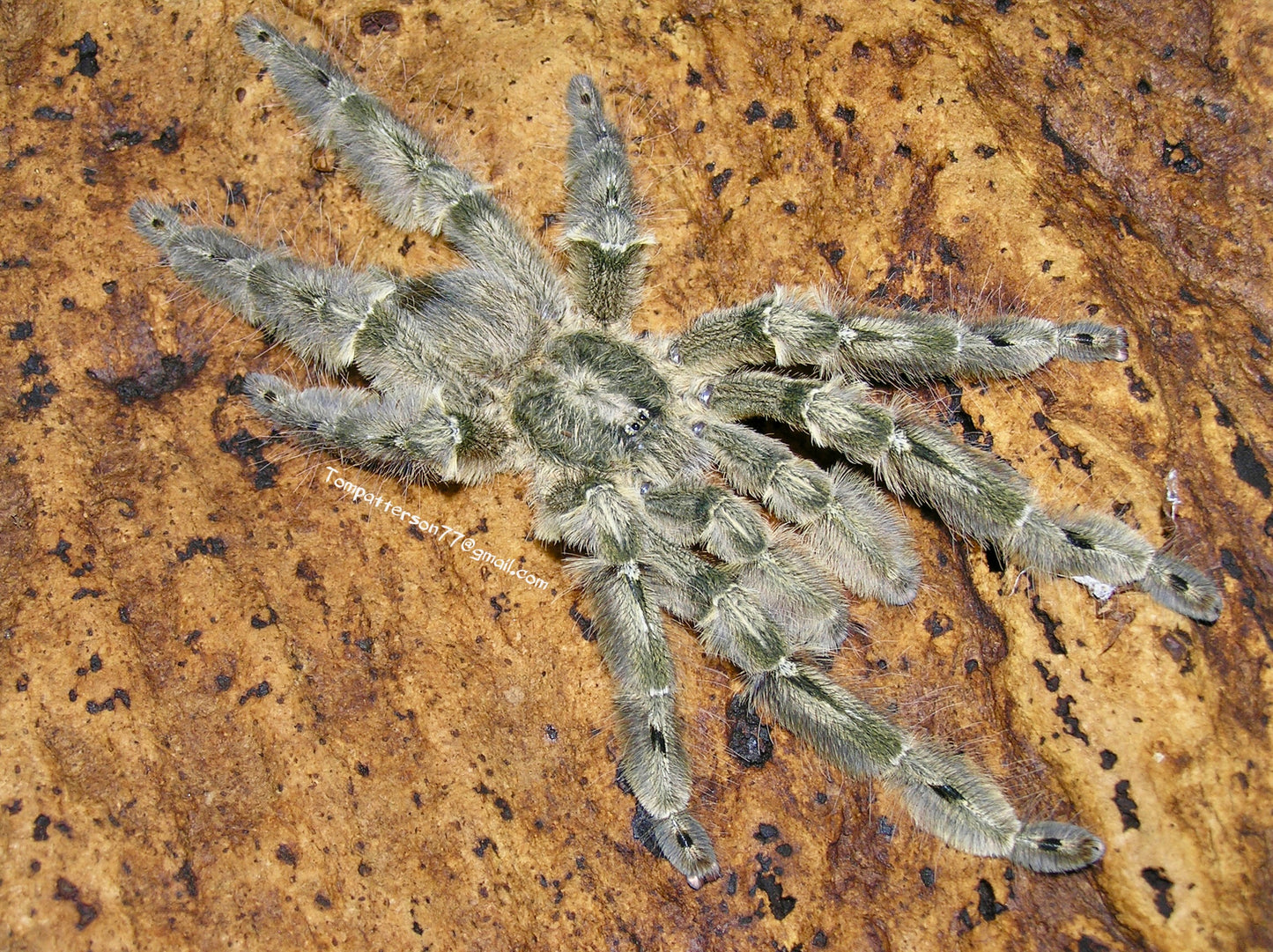 Stromatopelma calceatum