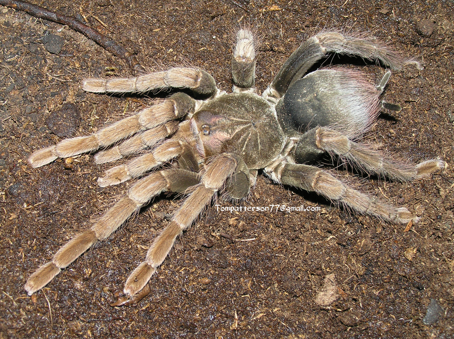 Pamphobeteus fortis