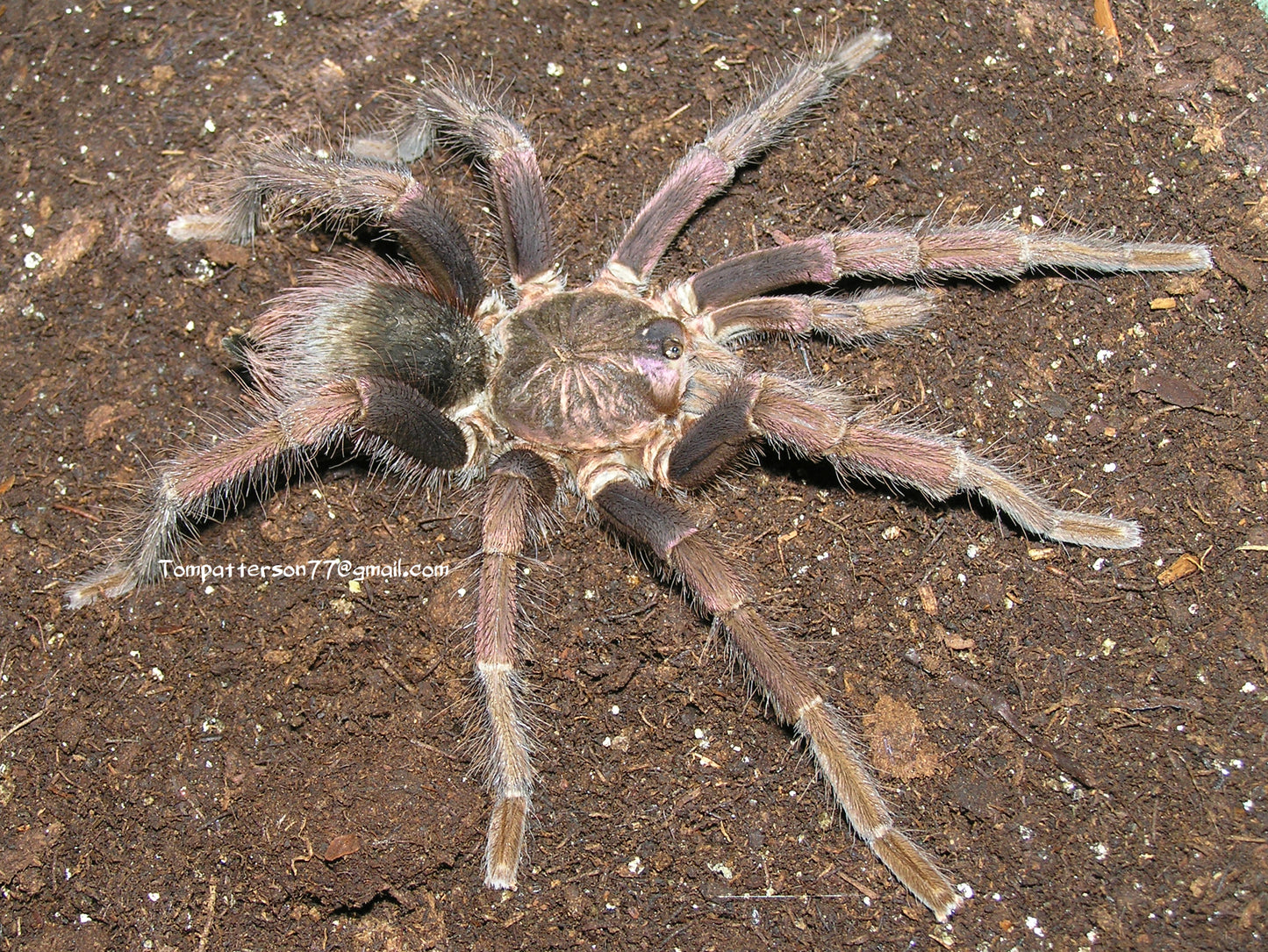 Pamphobeteus fortis