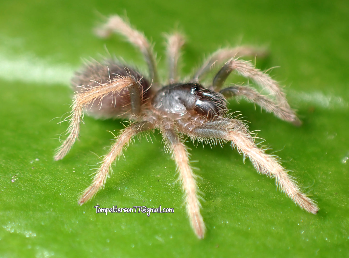 Cymbiapophysa sp. “Guayas”