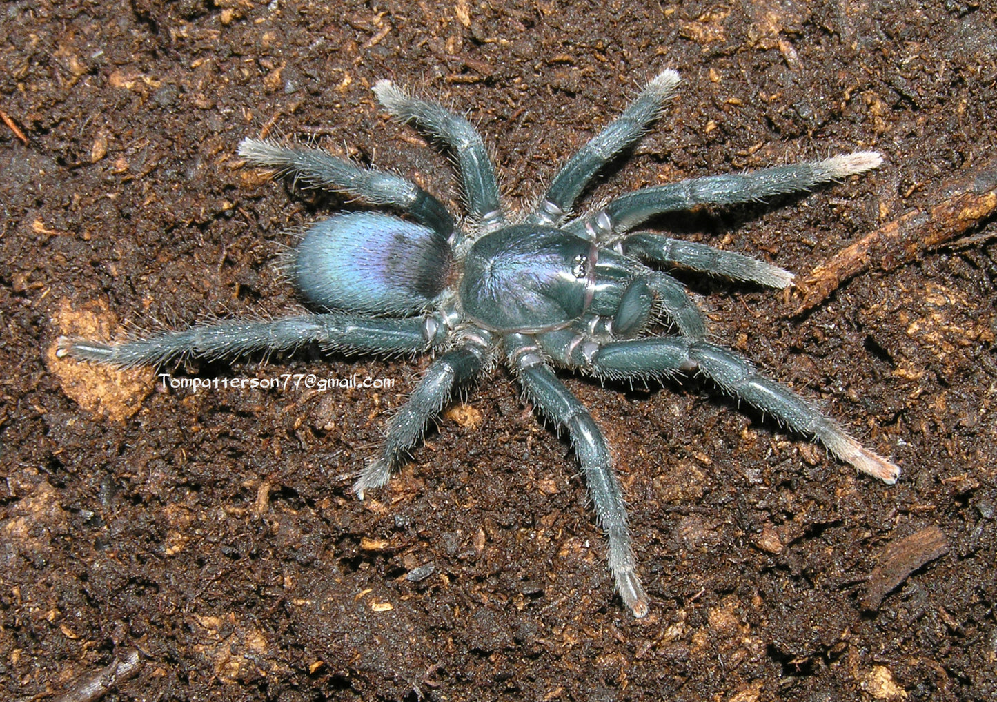Sahydroaraneus raja 3/4”