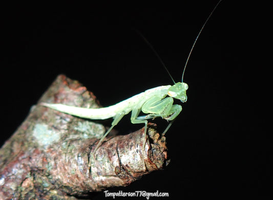 Eomantis yunnanensis “Lacewing mantis“ 3rd - 4th instar
