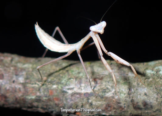 Hierodula membranacea “Giant Asian mantis”2nd - 3rd instar